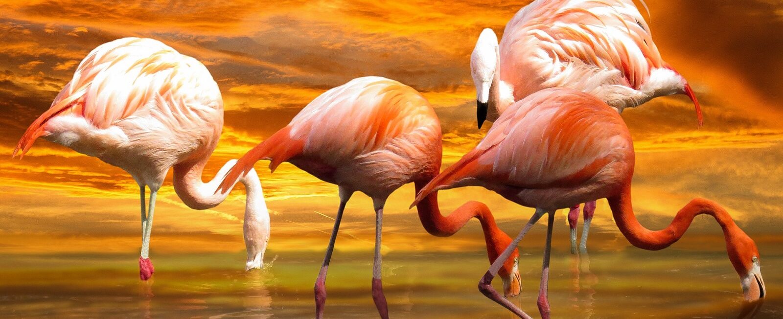 Quienes somos - 4 flamingos